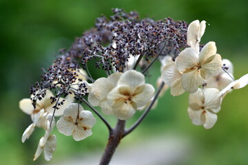 Verwelkte Blüte einer Hortensie