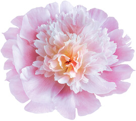 flower light pink  peony  isolated on a white background. No shadows with clipping path. Close-up. Nature.