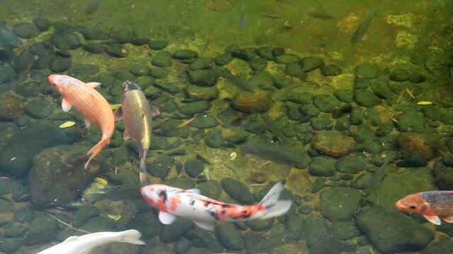 Koi carp