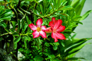 red and white flower