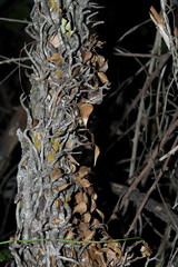 Trunk at night with a multitude of leaves and branches around