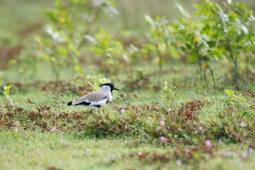 Beautiful adult River lapwing (Vanellus duvaucelii), low angle view, side shot, foraging on the meadow with pink flowers of reservoir bank, the national park in south central region of Thailand.