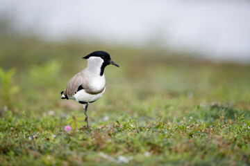 Beautiful adult River lapwing (Vanellus duvaucelii), low angle view, front shot, foraging on the meadow with pink flowers of reservoir bank, the national park in south central region of Thailand.