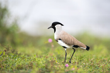 Beautiful adult River lapwing (Vanellus duvaucelii), low angle view, side shot, foraging on the meadow with pink flowers of reservoir bank, the national park in south central region of Thailand.