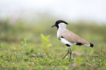 Beautiful adult River lapwing (Vanellus duvaucelii), low angle view, side shot, foraging on the meadow with pink flowers of reservoir bank, the national park in south central region of Thailand.