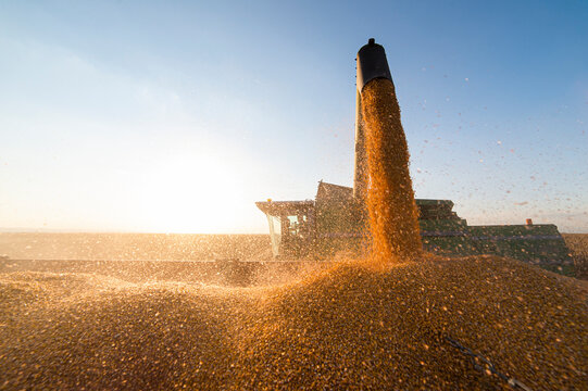 Pouring Corn Grain Into Tractor Trailer.