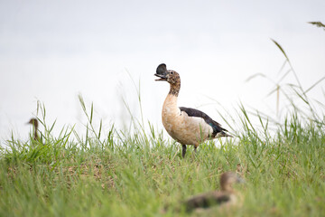 Beautiful adultmale Knob-billed duck, or African comb duck, high angle view, side shot, in the morning foraging and floating on the swamp in tropical moist rainforest, southern Thailand.