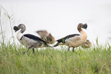 A flock of adult male Knob-billed duck, or African comb duck, low angle view, side shot, in the morning foraging and walking on the border of the swamp in tropical moist rainforest, southern Thailand.