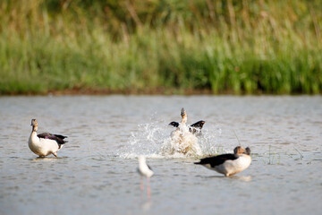 A flock of Knob-billed duck, or African comb duck, low angle view, side shot, in the morning spread wing and flapping and walking on the swamp in tropical moist rainforest, southern Thailand.