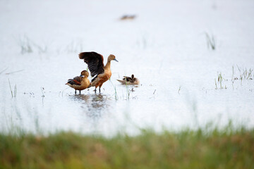 A flock of Lesser or Indian whistling duck, low angle view, side shot, spread wings and flapping in the morning on nature of the wild swamp in tropical moist rainforest, southern Thailand.