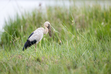 Closeup Asian openbill or Asian openbill stork, low angle view, side shot, in the morning walking and foraging food in nature of agriculture field in tropical moist rainforest, southern Thailand.