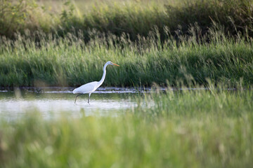 Fototapeta premium Adult Great egret, common egret, large egret, great white egret or great white heron, walking and foraging in the morning in nature of wild swamp in tropical moist rainforest, southern Thailand.