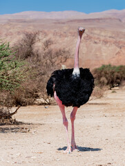 Male of African ostrich (Struthio camelus) in nature reserve , Middle East