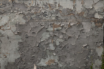 Old gray color wall painted with peeled aged paint texture