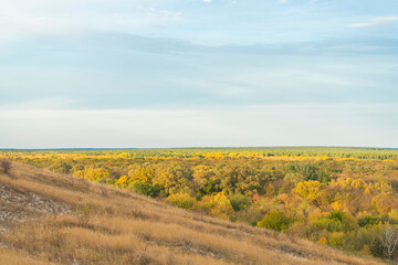 autumn forest landscape with blue sky background