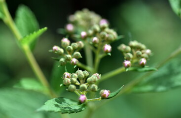 Knospen einer Sterndolde