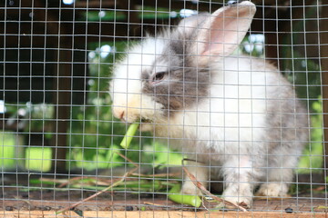 close up of white rabbits eating grass in the cage
