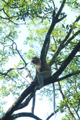 Proboscis monkeys are long-nosed monkeys with reddish brown hair and are one of two species in the genus Nasalis. Proboscis monkeys are endemic to the island of Borneo which is famous for its mangrove