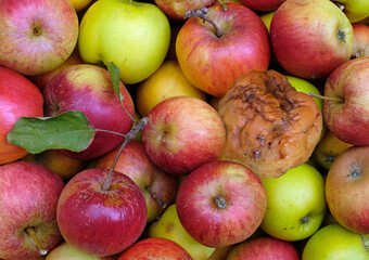 one bad apple will spoil the lot 