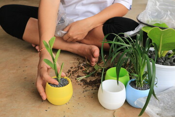 woman hands planting the flowers in the pot at home.