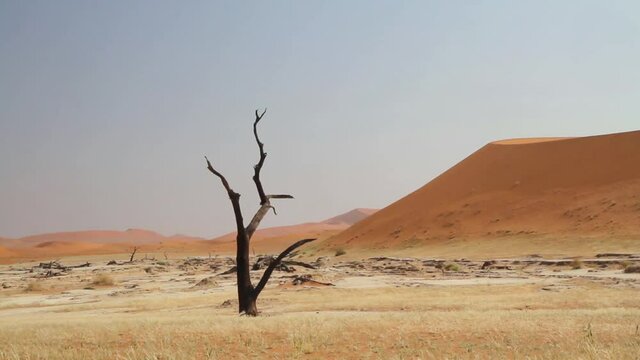 Deadvlei nahe Sossusvlei, Namibw&uuml;ste in Nambia