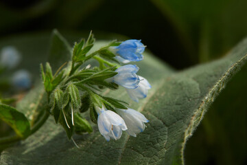 Close up of beautiful blue flowers of the comfrey (Symphytum officinale), This plant is used in alternative medicine. Medicinal plants in the garden