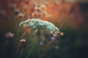 close up of a dandelion