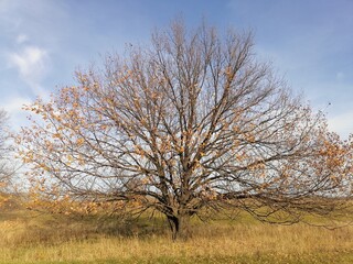 autumn trees with remnants of yellow leaves