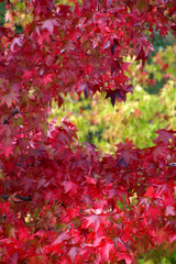 View of a forest in autumn colors