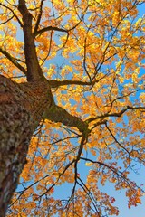Baum mit leuchtenden gelben Blättern im Herbst von unten fotografiert