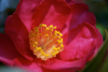 Red Camellia japonica Flower Macro Photography