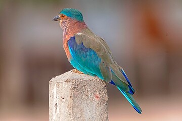 blue bird on a branch