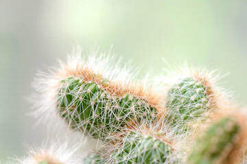 Various Beautiful cactus plants. Background.
