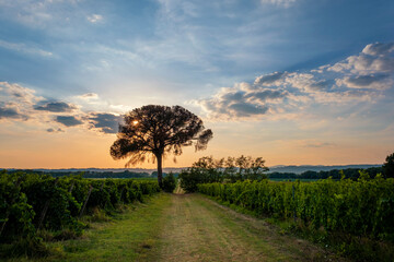 Fototapeta na wymiar Landscape in Tuscany at sunset in summertime