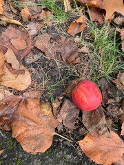 Red apple on the ground with autumn leaves background