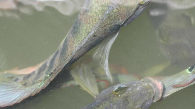 Mayaheros urophthalmus (Cichlasoma urophthalmum), also known as Mayan Cichlid or Mexican mojarra, searching and waiting for food. Philopatric, euryhaline, territorial and invasive species of cichlid.