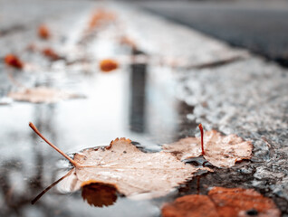 Hojas de otoño en el agua en un costado de la calle - Autumn leaves in the water on the side of the street