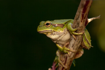 Rela-comum, Iberian tree frog(Hyla molleri)
Murtosa, Portugal - 10/2020