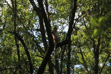 Proboscis monkeys are long-nosed monkeys with reddish brown hair and are one of two species in the genus Nasalis. Proboscis monkeys are endemic to the island of Borneo which is famous for its mangrov
