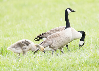 Obraz premium Wild canada geese with gosling in Yellowstone National Park