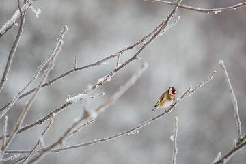 Distelfink/ Stieglitz im Winter