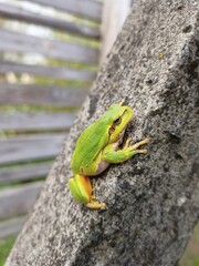 green tree frog