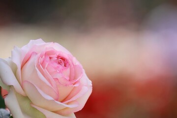 薔薇