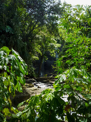 Hidden and secluded waterfall cascade in tropical jungle or rainforest on Caribbean island in lush...