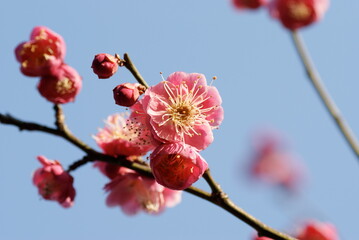 Japanese Apricot Plum Pink Blossoms close up