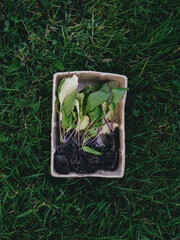 Organic, grow your own, veggie plugs in biodegradable tubs, ready to plant.