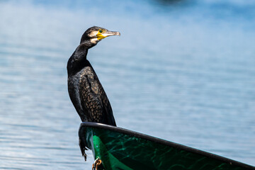 kormoran