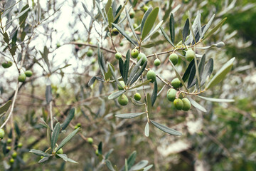 Southern orchard with ripe juicy fruits - fruit trees on farm - lime, pomegranate, persimmon, olives
