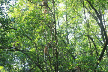 Fototapeta premium Proboscis monkeys are long-nosed monkeys with reddish brown hair and are one of two species in the genus Nasalis. Proboscis monkeys are endemic to the island of Borneo which is famous for its mangrove