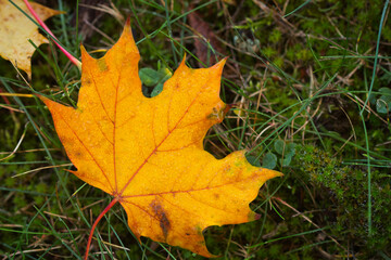 Naklejka na ściany i meble Yellow leaf in autumn on forest ground